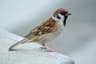 Pilfink