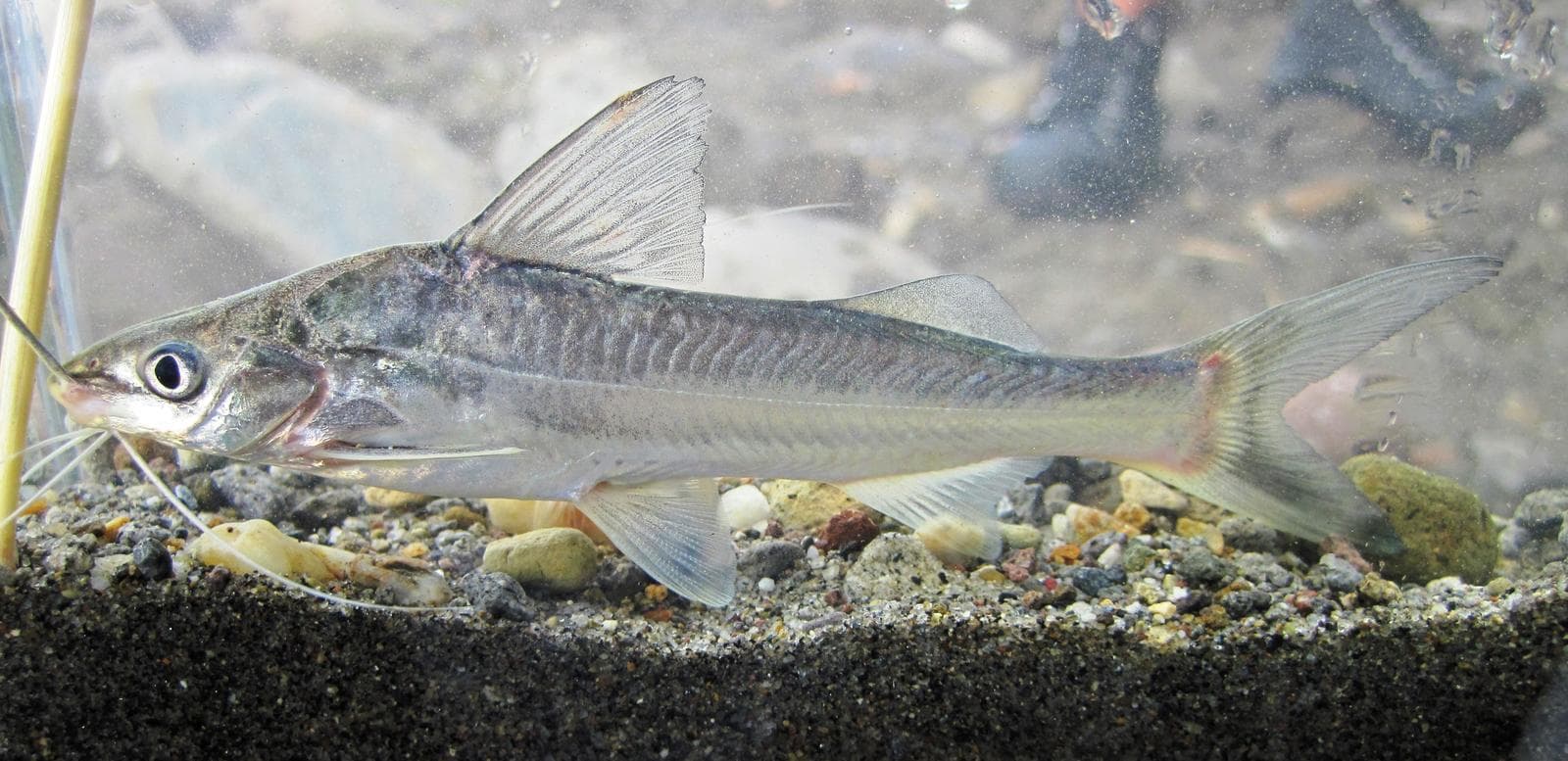 Pimelodus blochii — 1/2