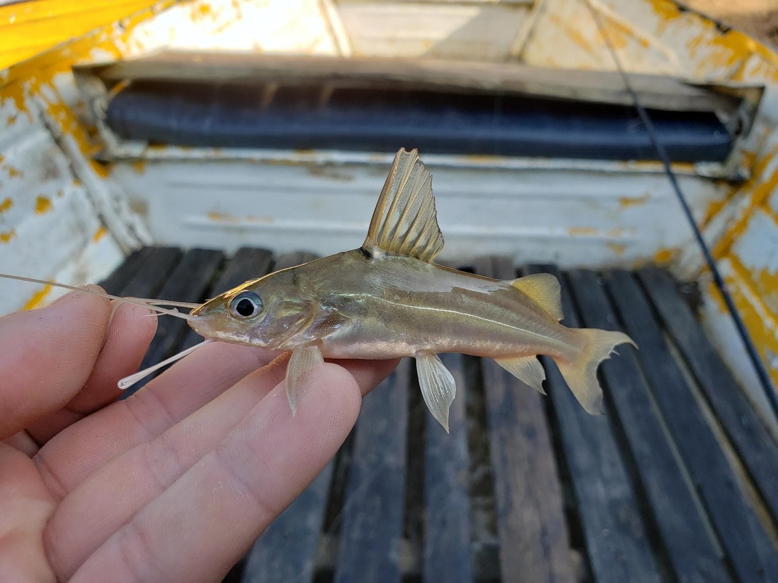 Pimelodus blochii — 2/2