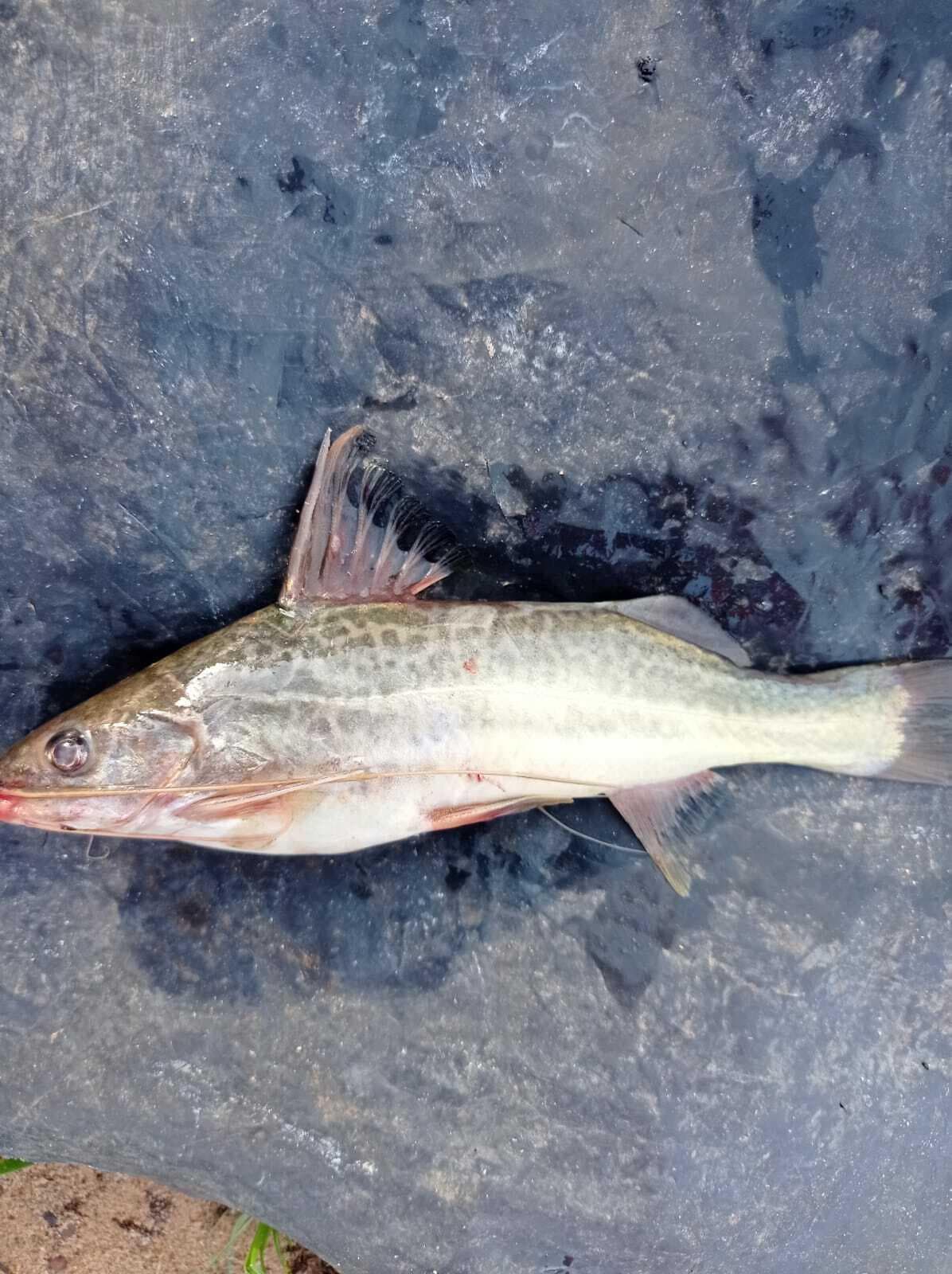 Pimelodus yuma — 2/3