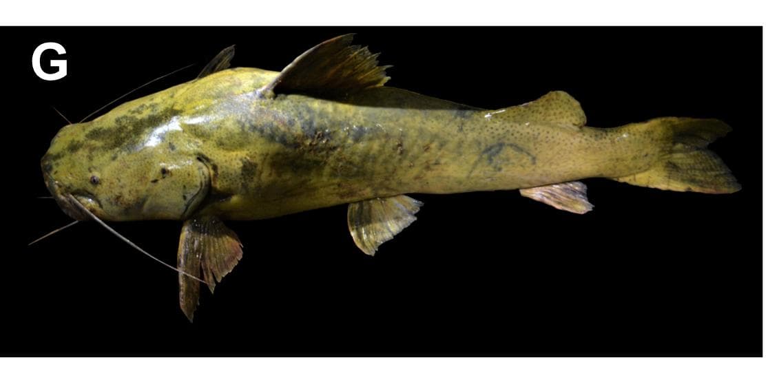 Pseudopimelodus schultzi — 3/3