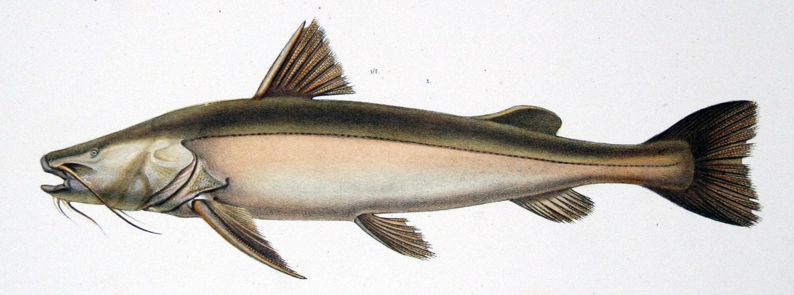 Pseudopimelodus schultzi — 1/3