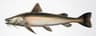 Pseudopimelodus schultzi