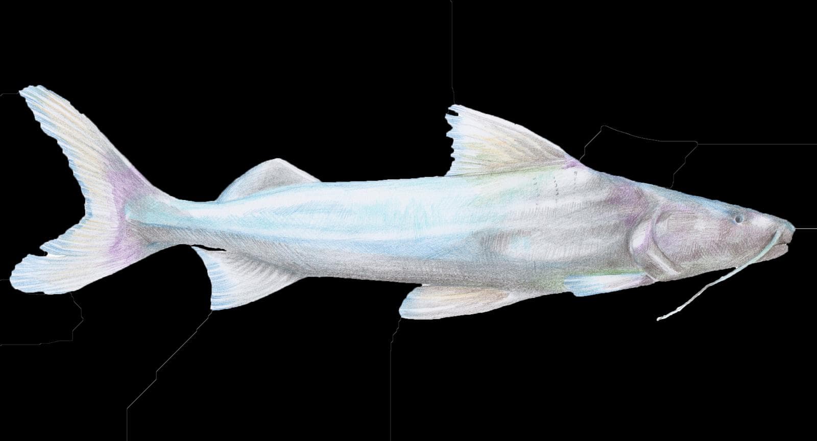 Pseudopimelodus schultzi — 2/3