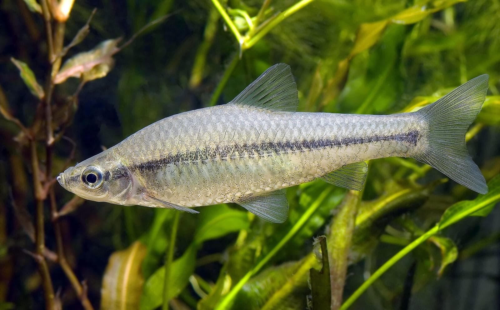 Pseudorasbora — 1/3