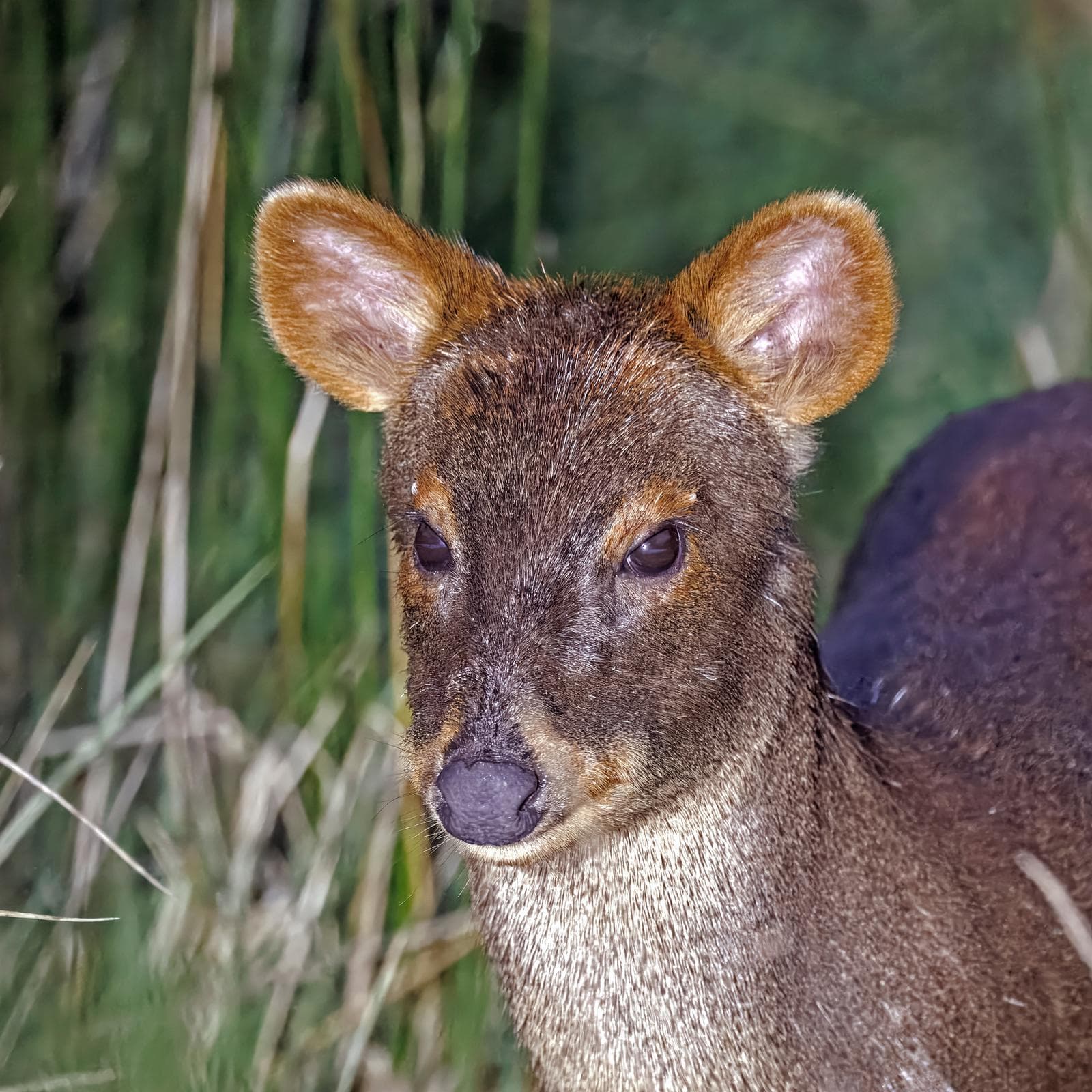 Pudú — 1/3