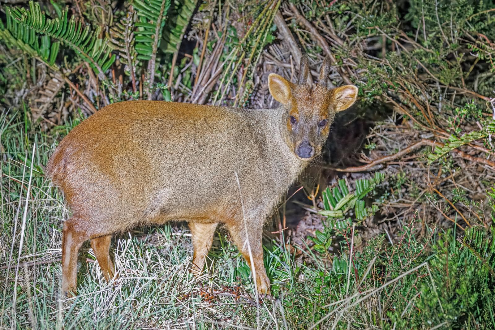 Pudú — 3/3