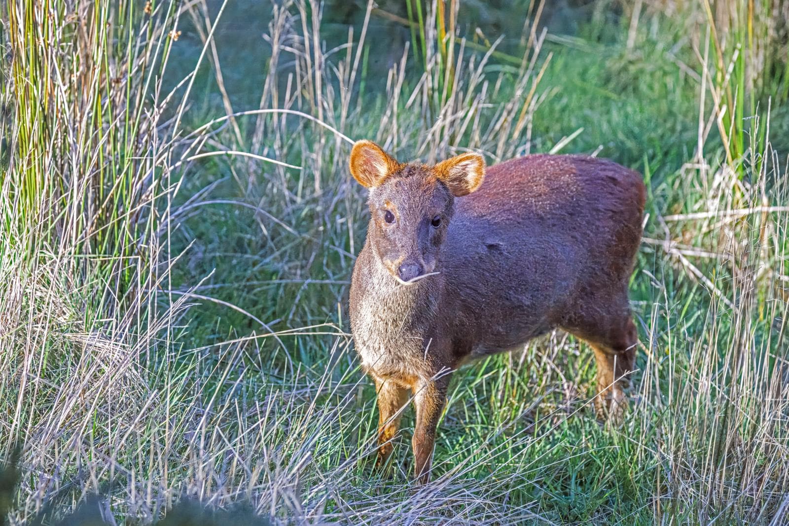 Pudú — 2/3