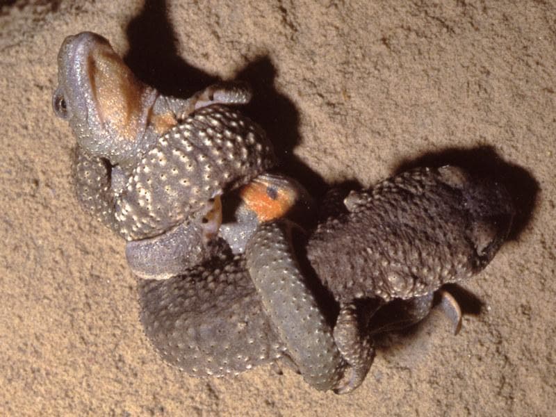 Pyrenésalamander — 3/3