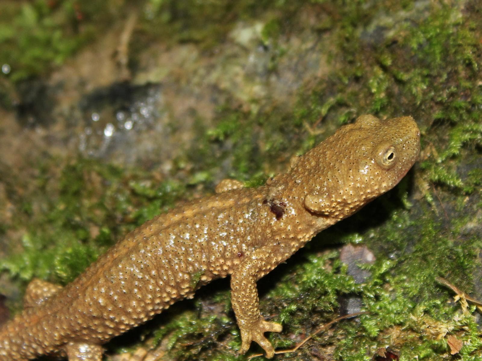 Pyrenésalamander — 2/3