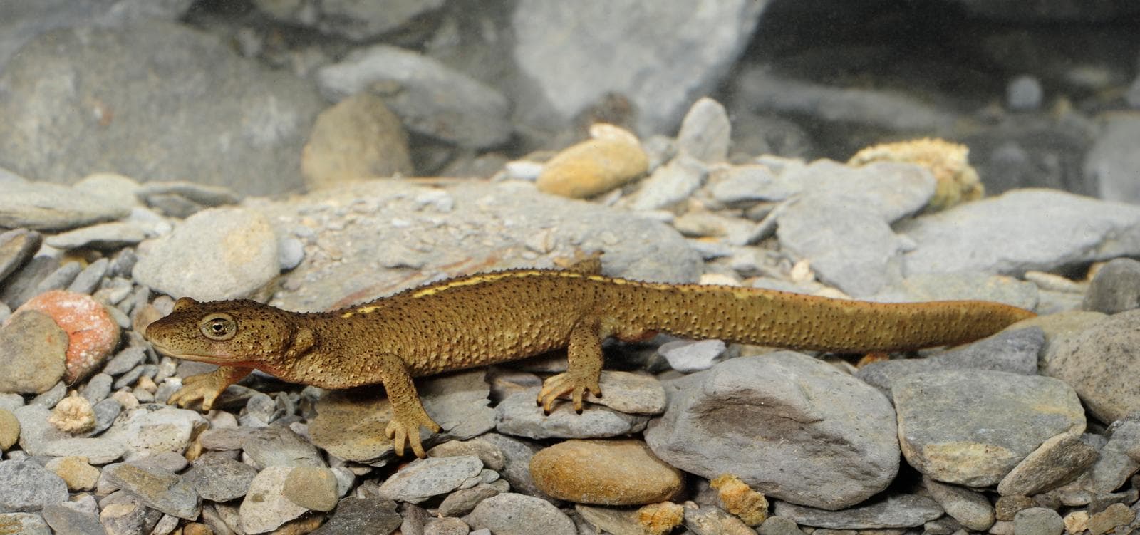 Pyrenésalamander — 1/3
