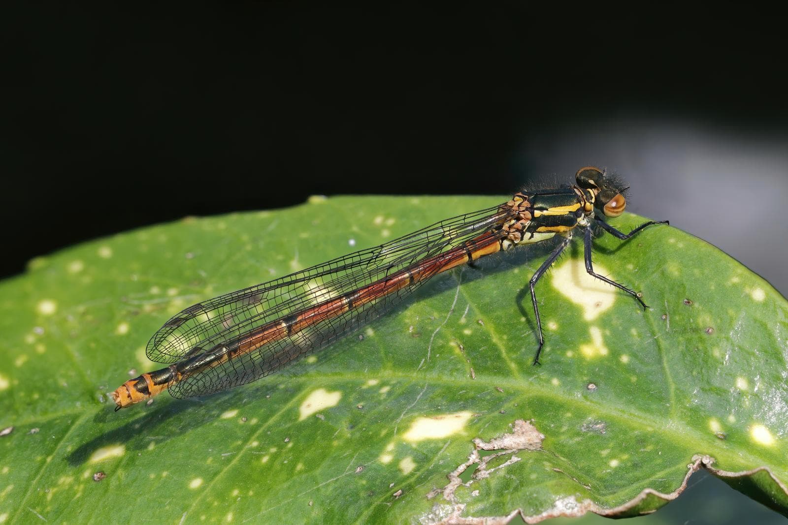 Pyrrhosoma nymphula — 3/3