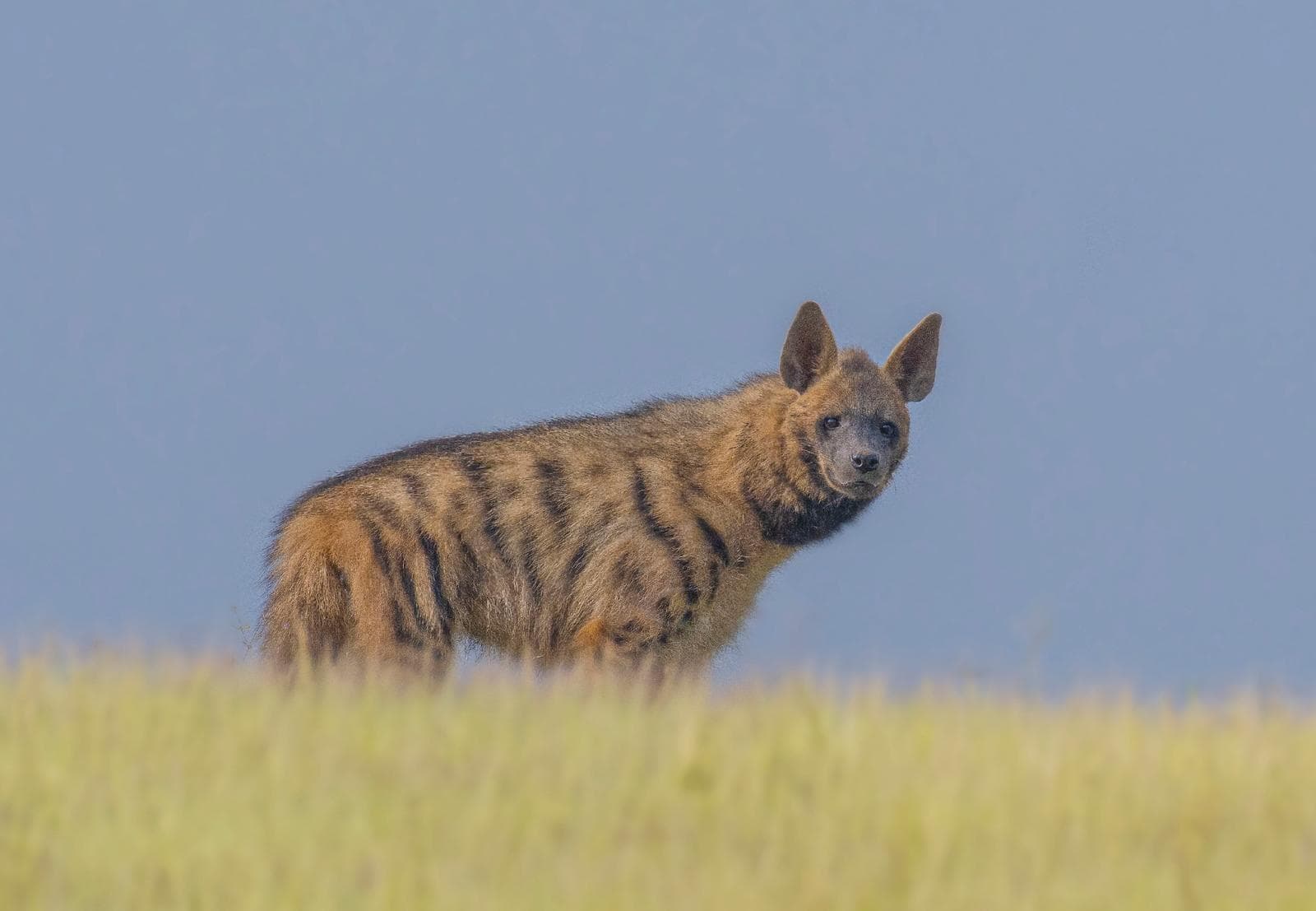 Randig hyena — 1/3