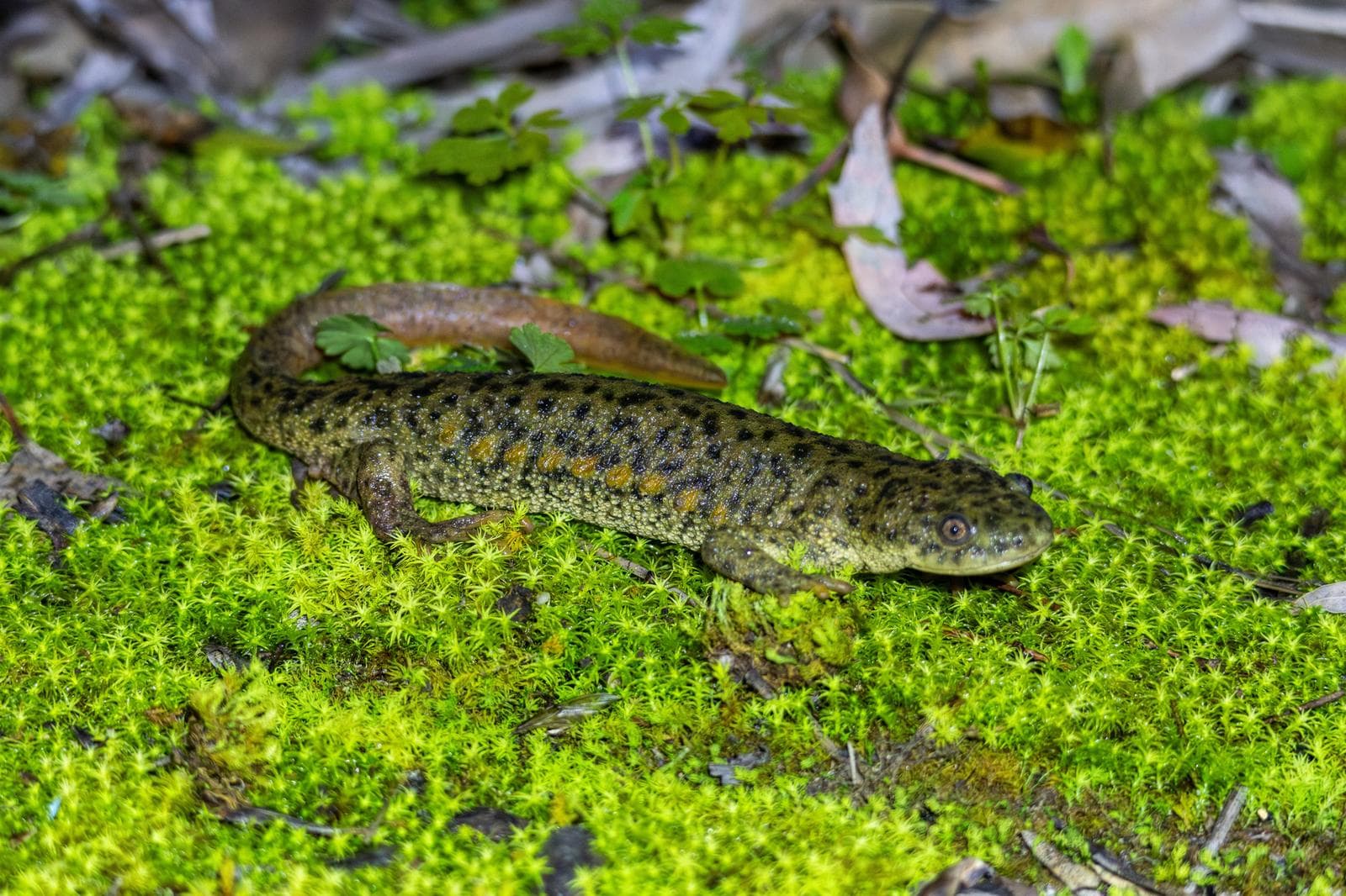 Revbensgrodsalamander — 2/3