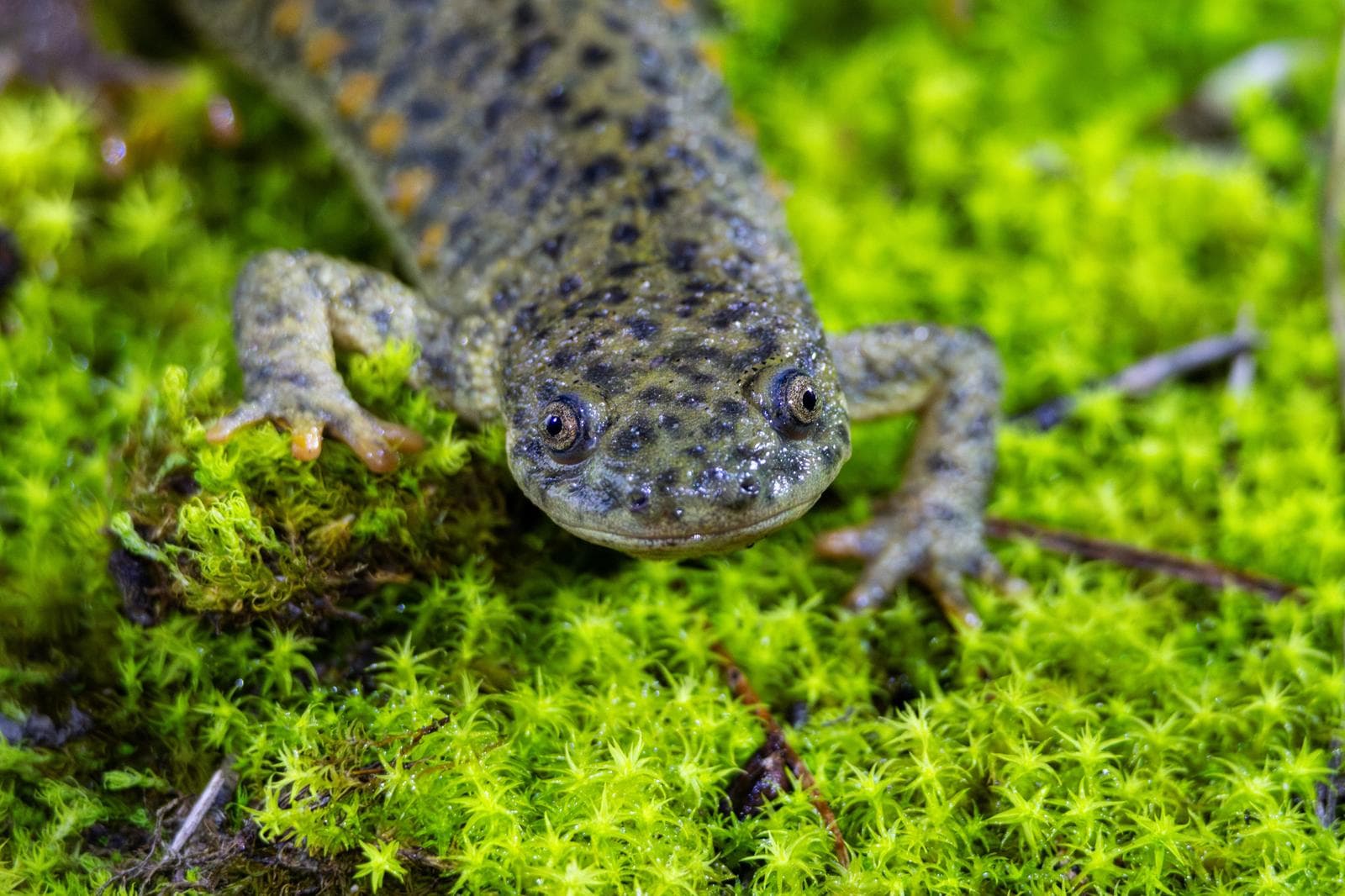 Revbensgrodsalamander — 3/3