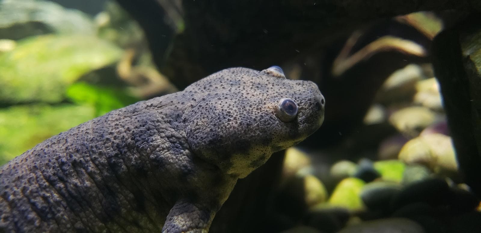 Revbensgrodsalamander — 1/3