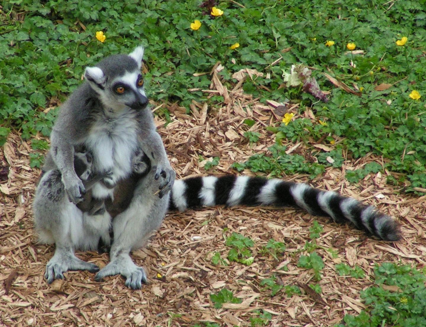 Ringsvansad lemur — 1/4