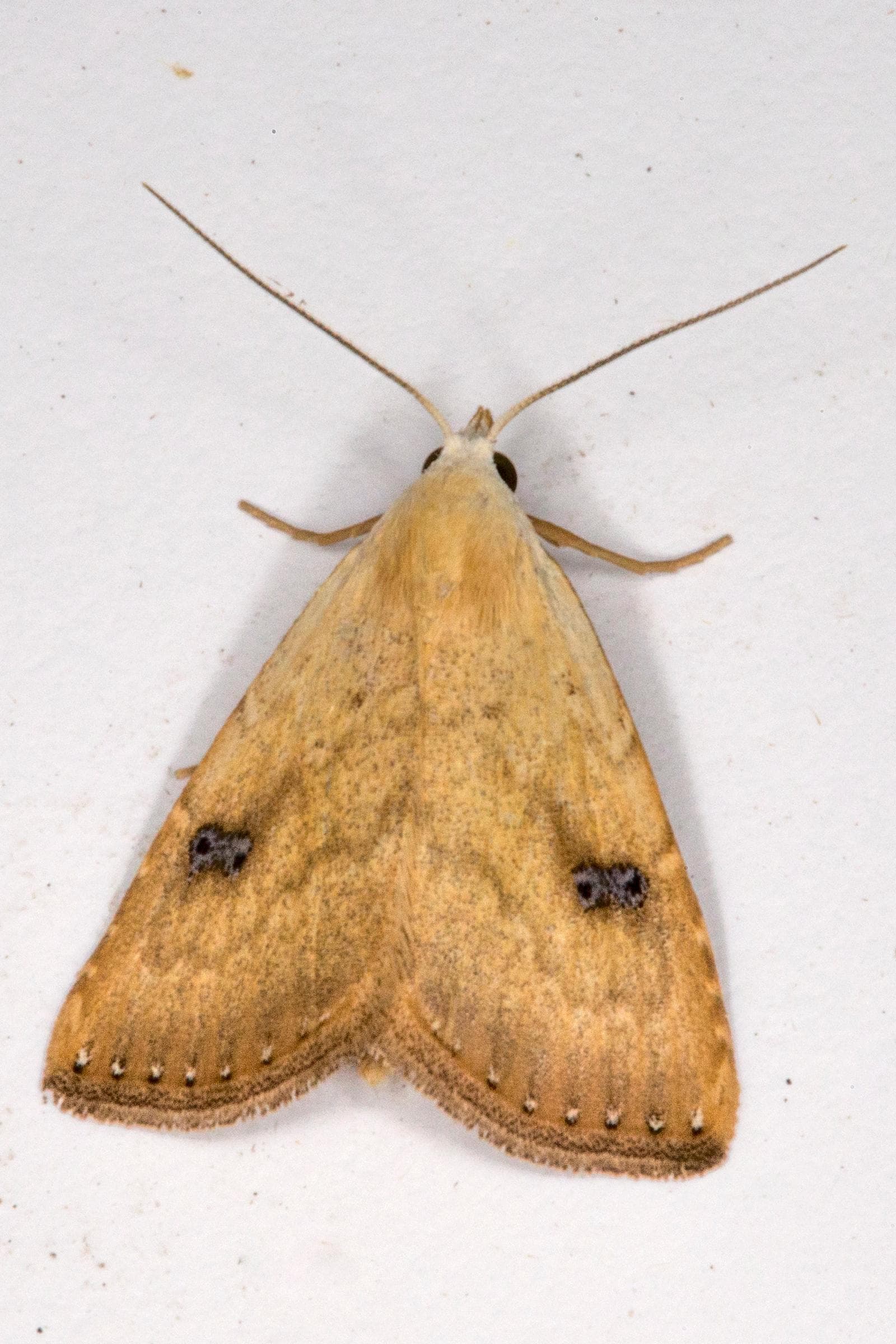 Rivula sericealis — 1/3