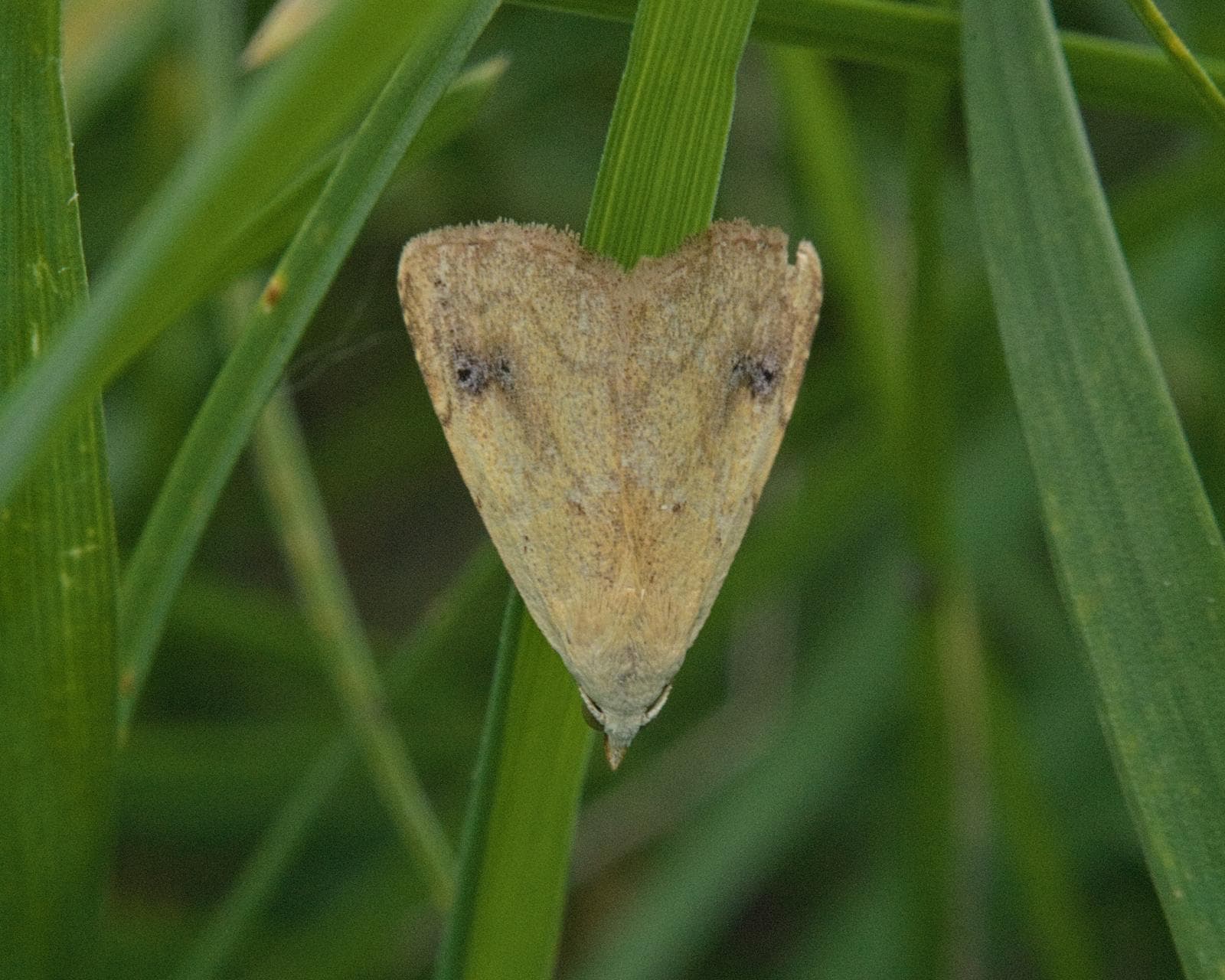 Rivula sericealis — 2/3