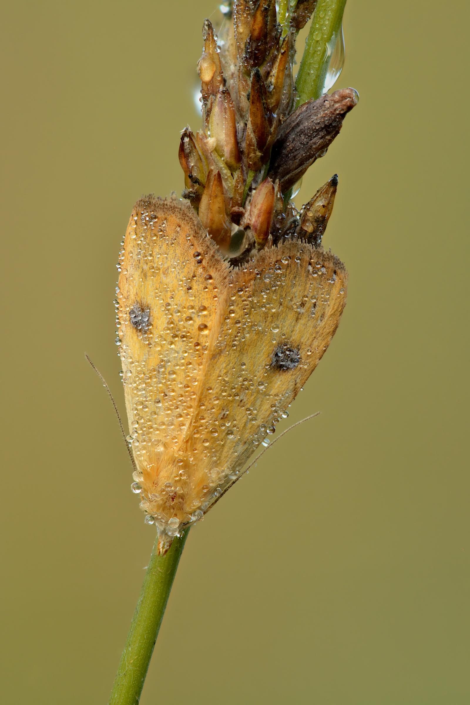 Rivula sericealis — 3/3