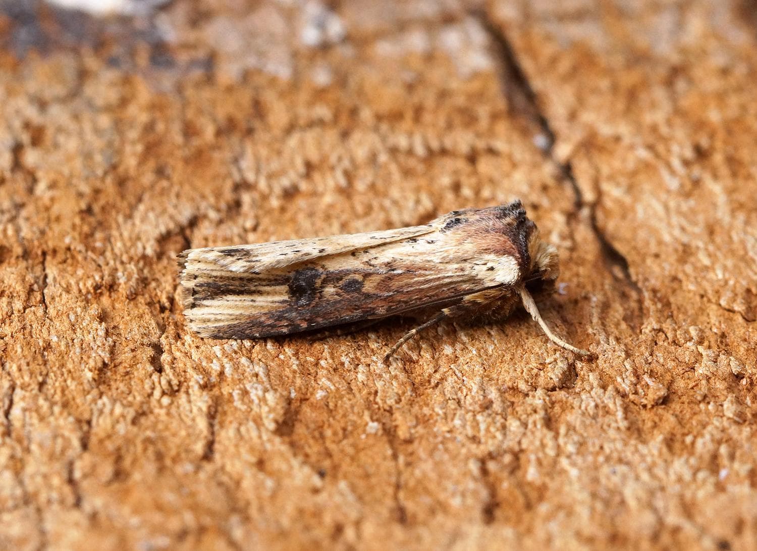 Rödbrämad jordfly — 3/3