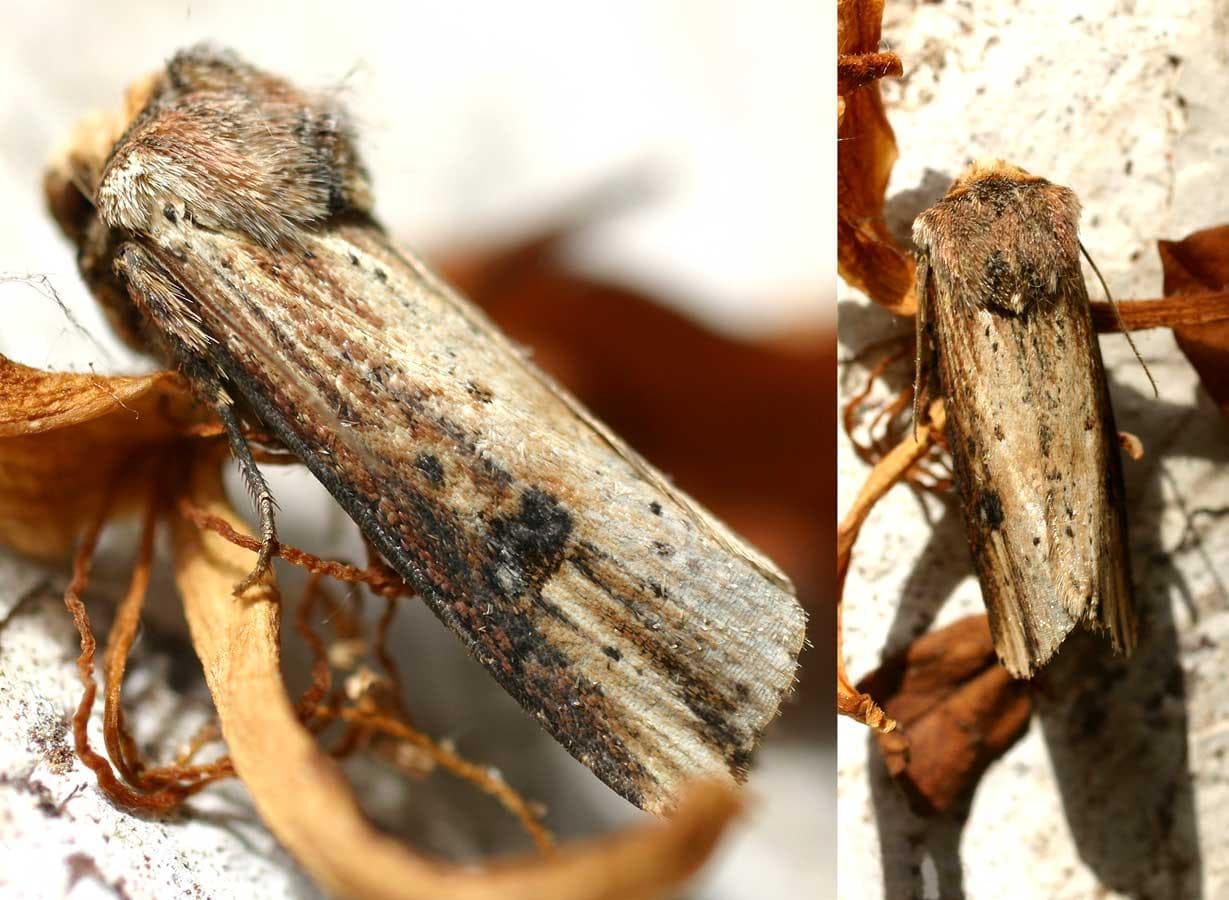 Rödbrämad jordfly — 1/3