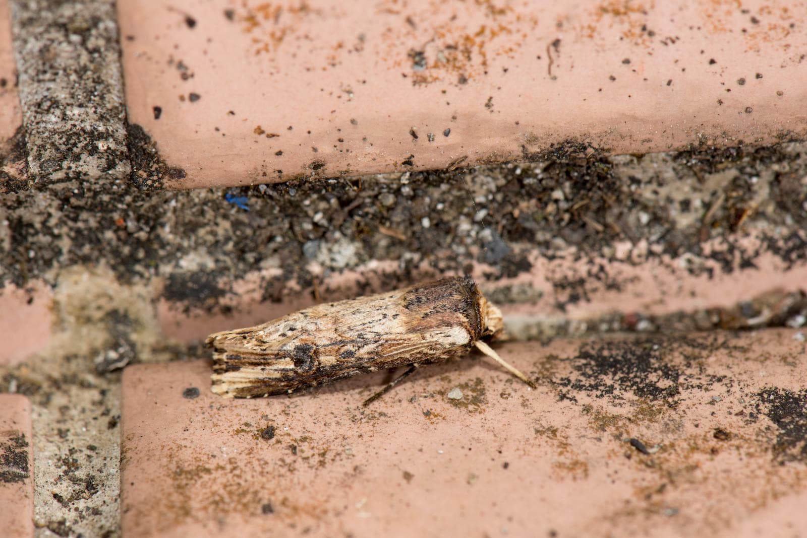 Rödbrämad jordfly — 2/3