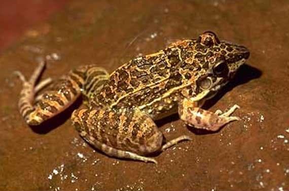 Rödbrungröda (Leptodactylus fuscus) — 1/3