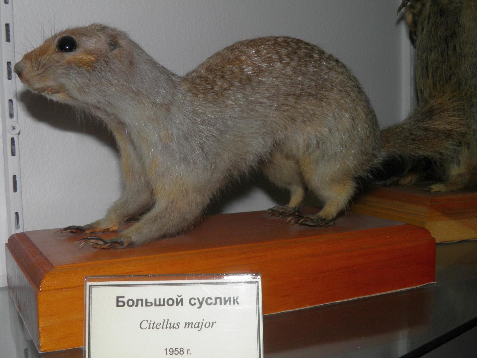 Rödgul suslik — 1/3