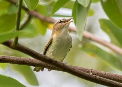 Rödögd vireo