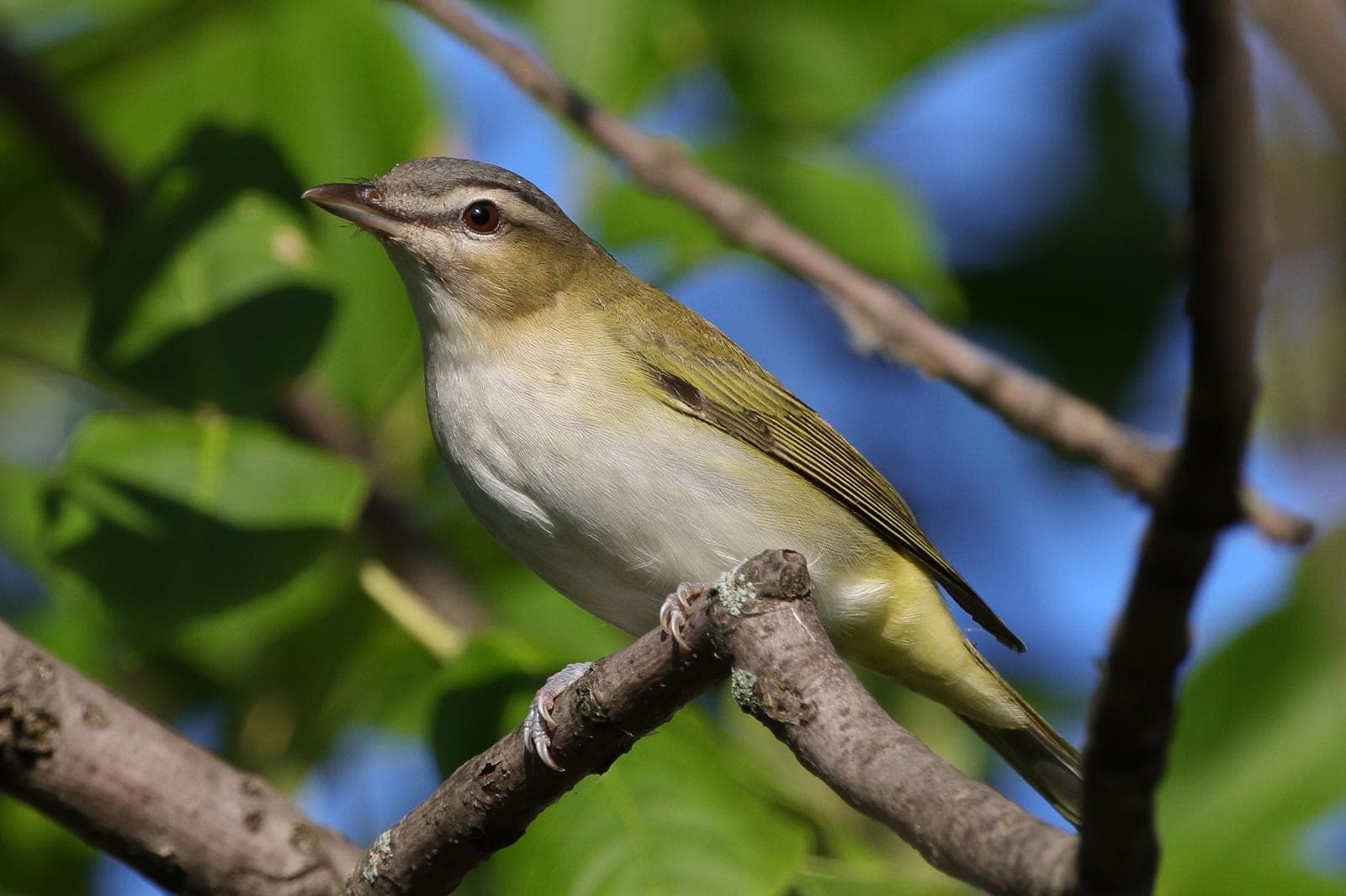 Rödögd vireo — 2/3