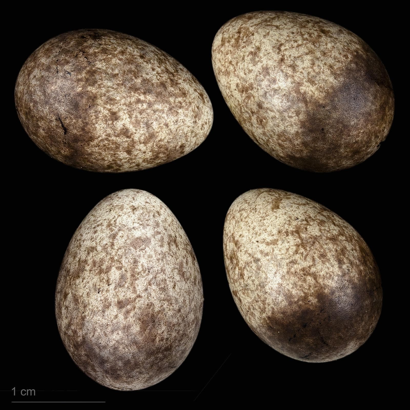 Rödstrupig piplärka — 3/3