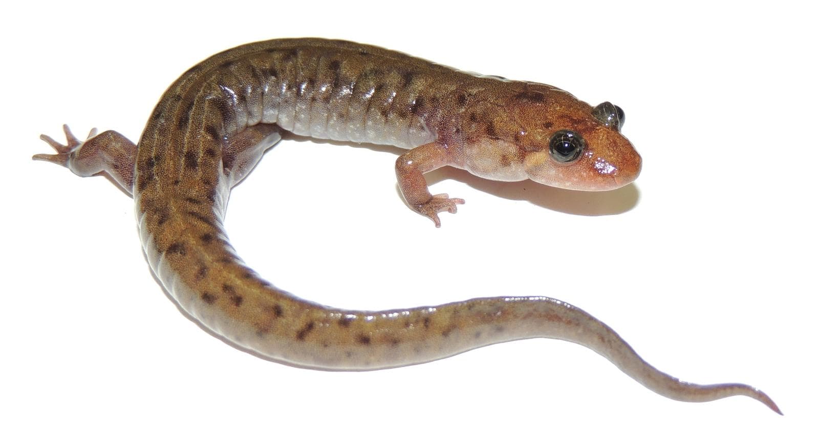 Sälsalamander — 1/3