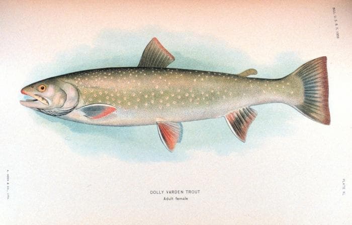 Salvelinus malma — 1/3