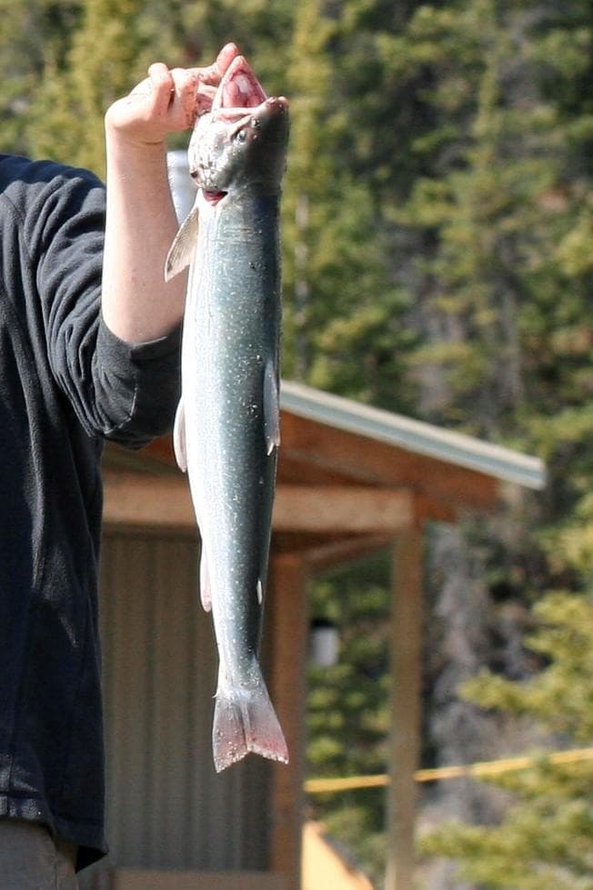 Salvelinus malma — 3/3