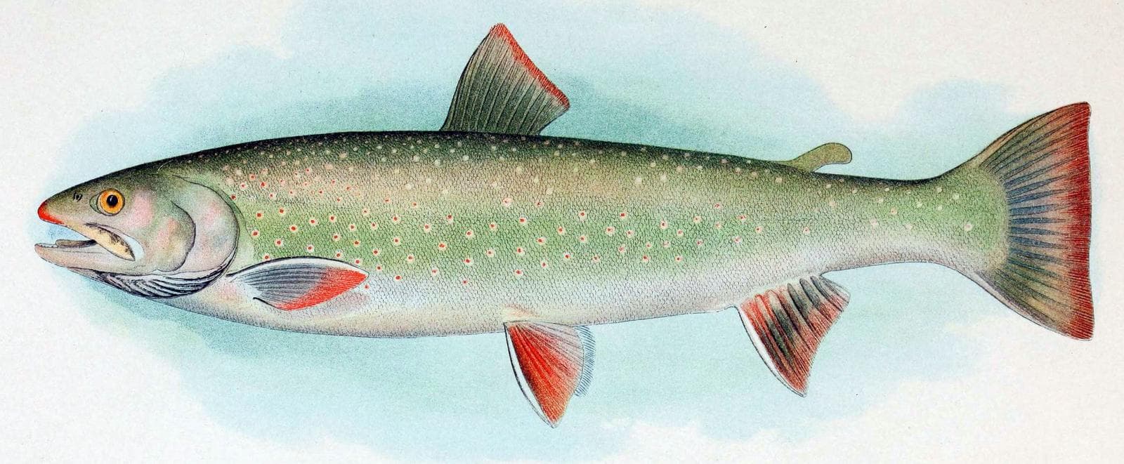 Salvelinus malma — 2/3