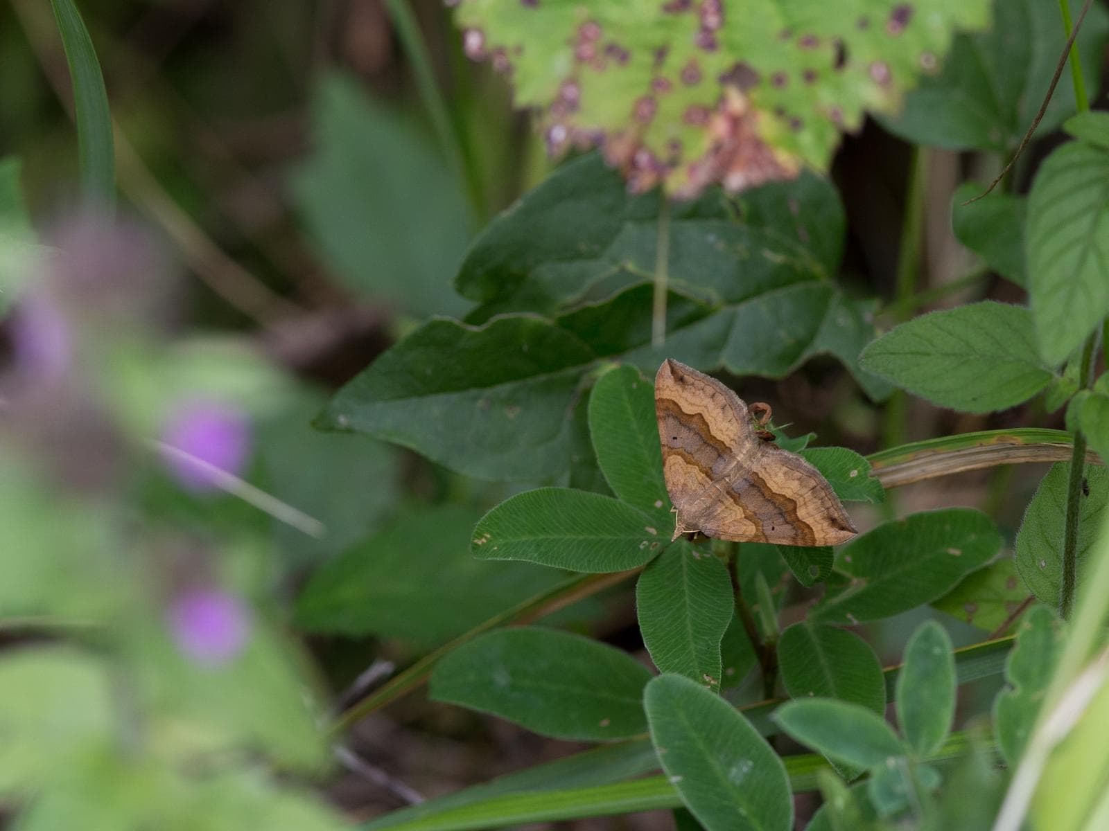 Scotopteryx chenopodiata — 3/3