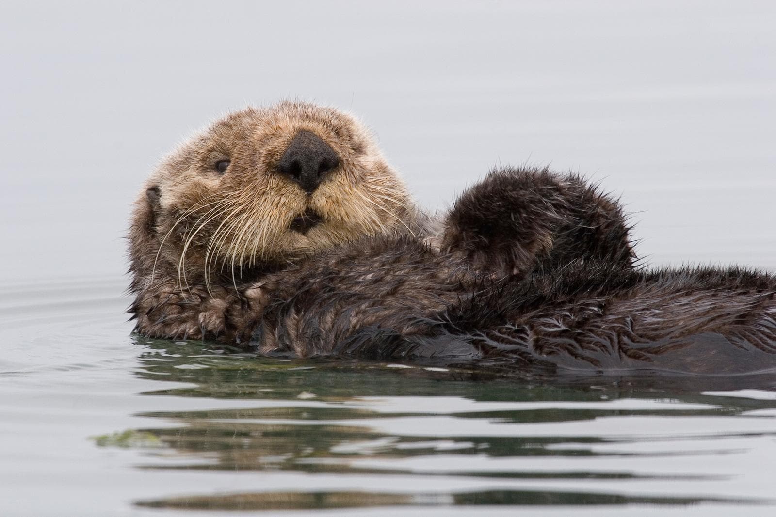 Havsutter — 1/3