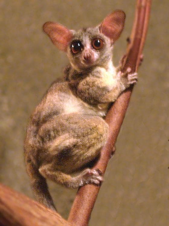 Senegal galago — 1/3