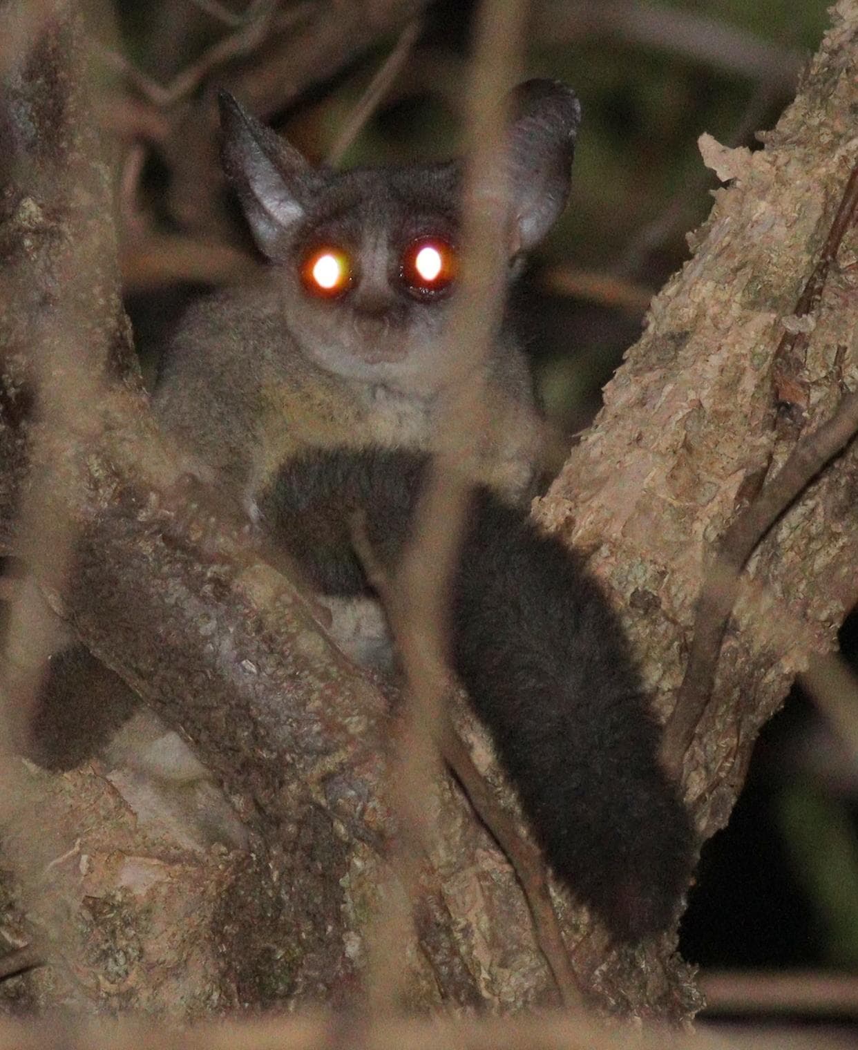 Senegal galago — 2/3