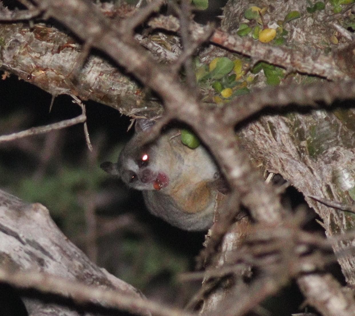Senegal galago — 3/3