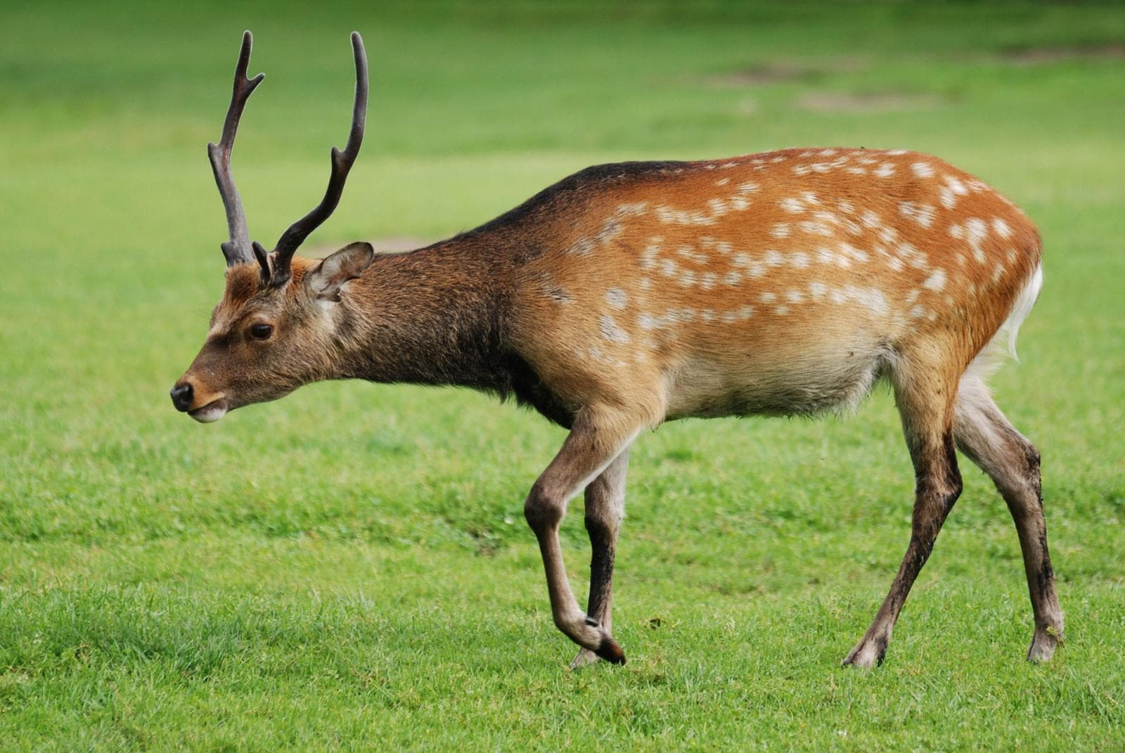 Sika — 1/3