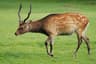 Sika