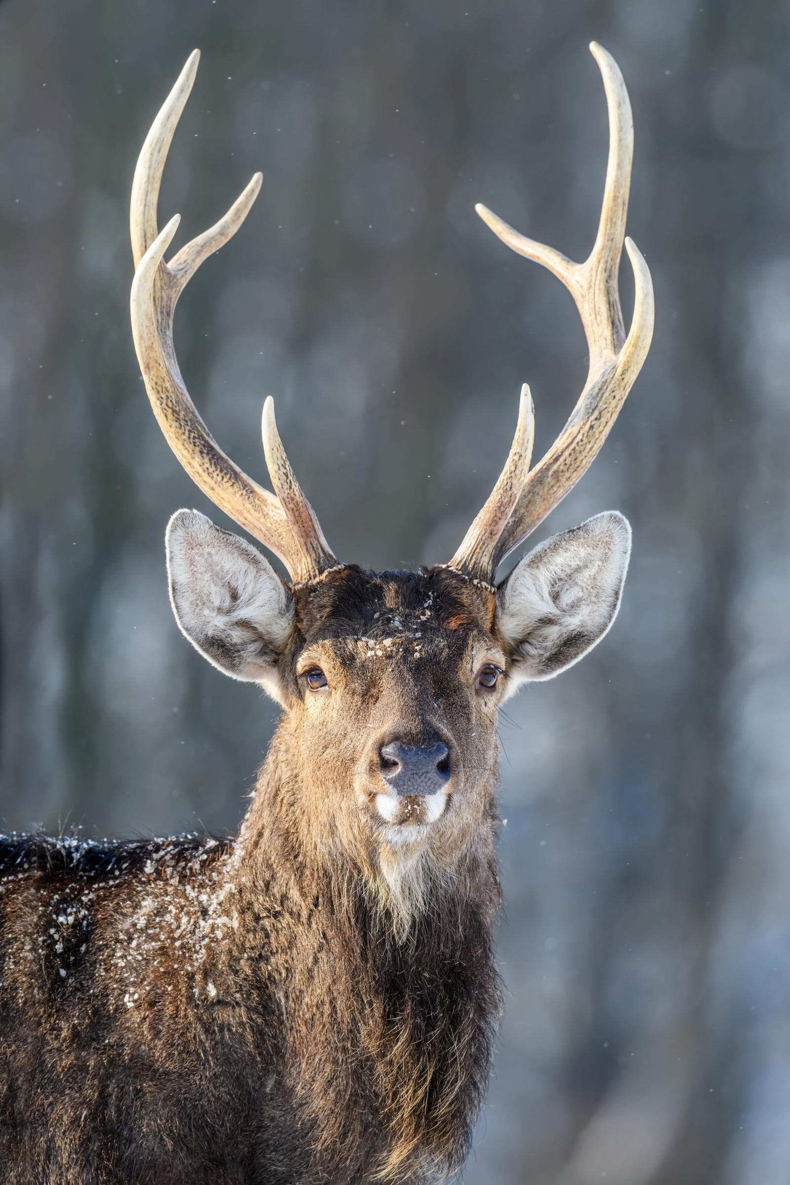 Sika — 3/3