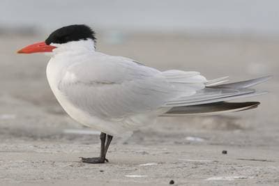 Skräntärna