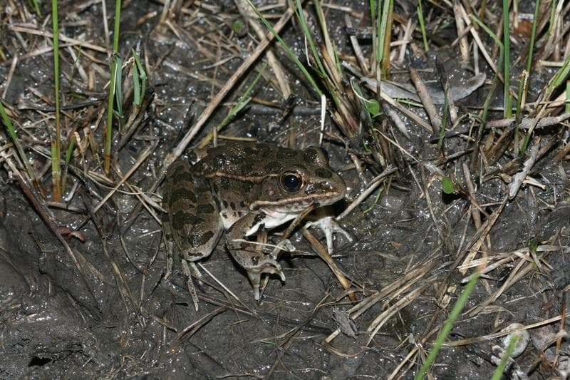 Slättleopardgroda — 1/3