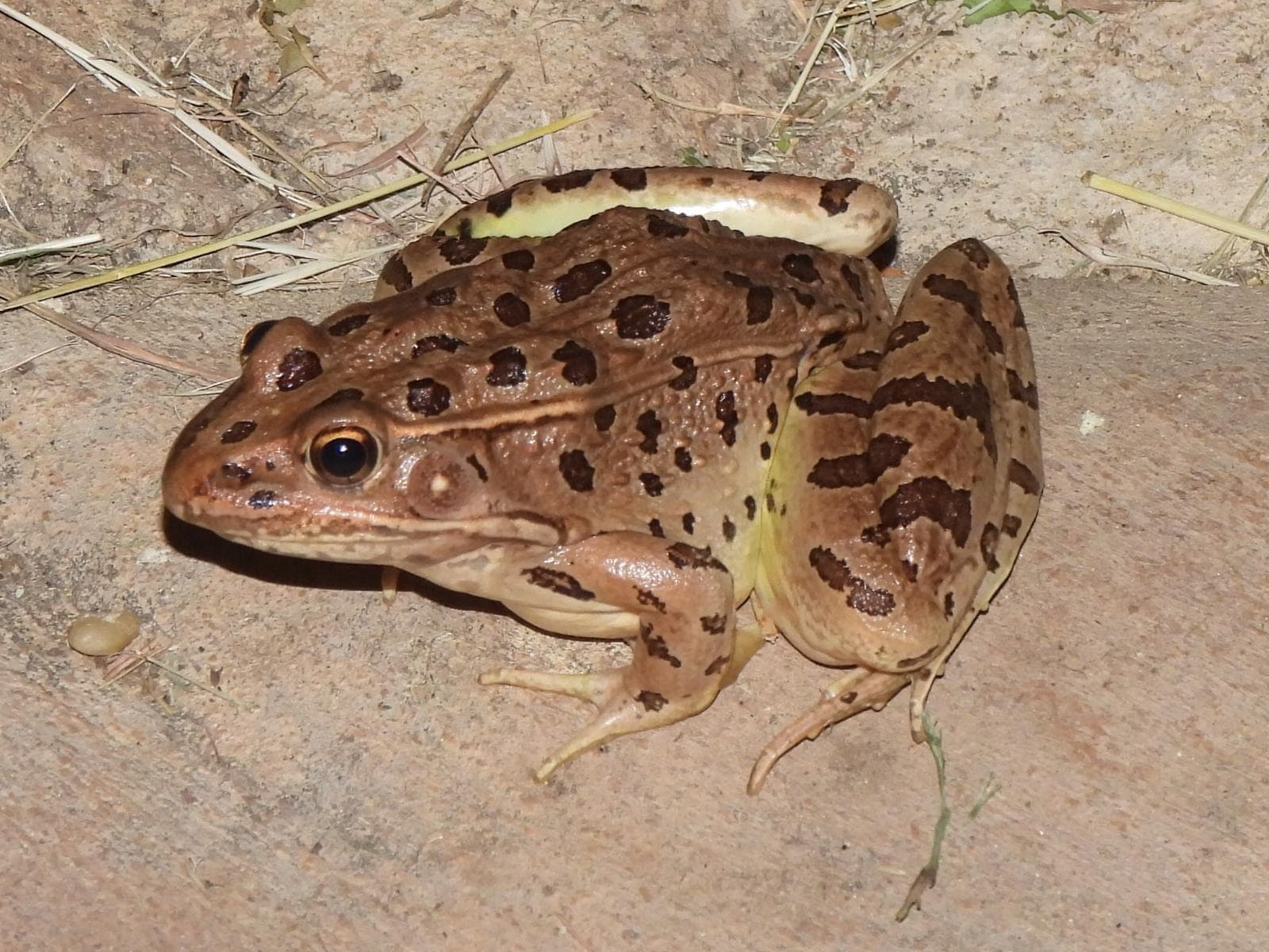 Slättleopardgroda — 3/3