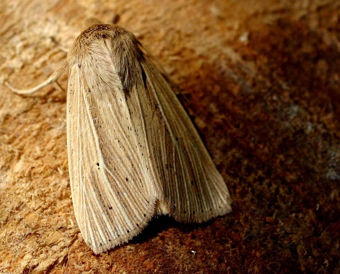 Smutsig gräsfly — 1/3