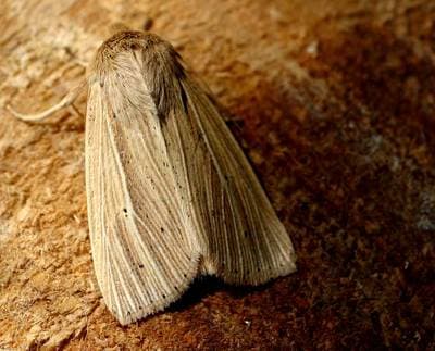 Smutsig gräsfly