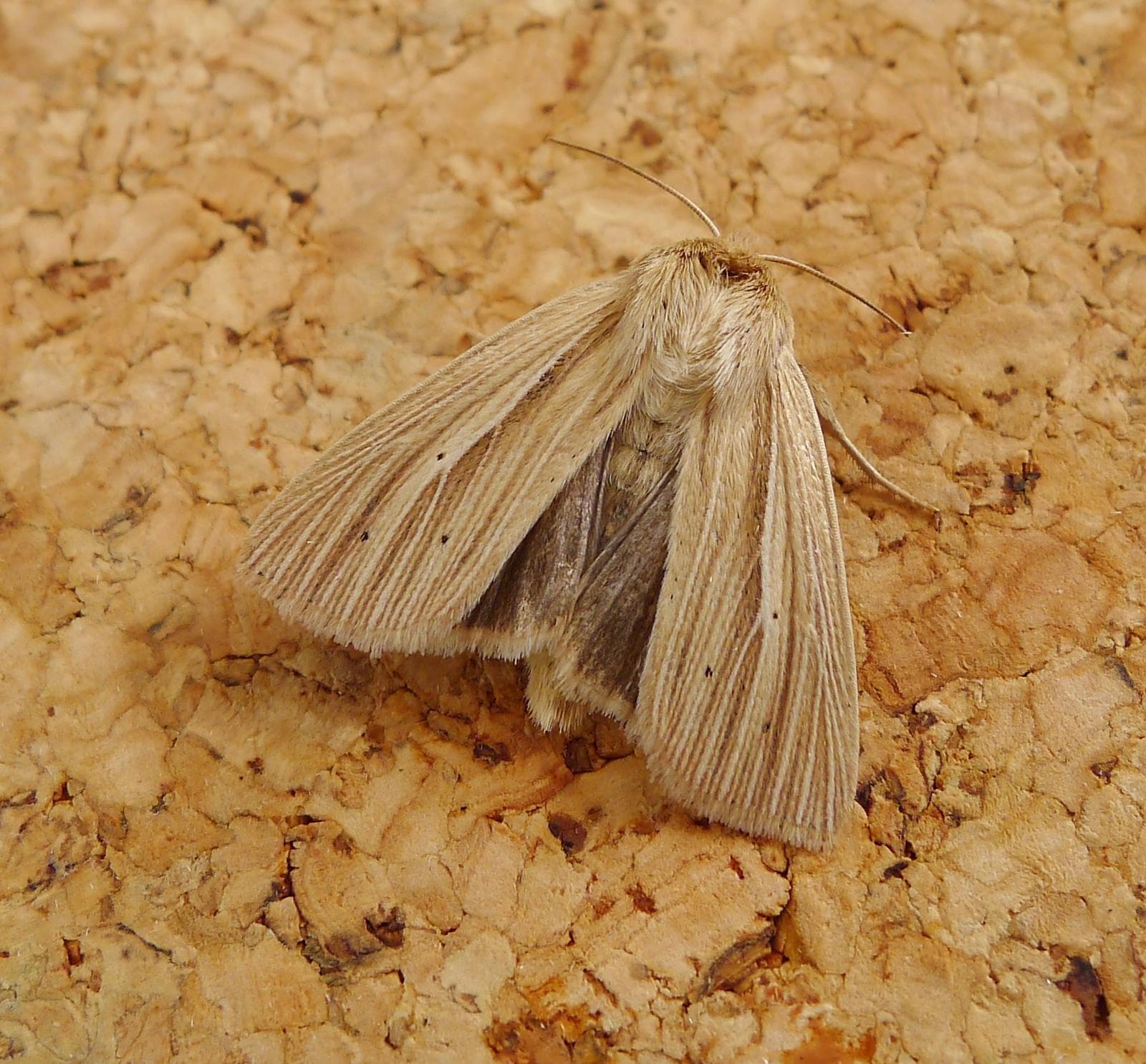 Smutsig gräsfly — 2/3